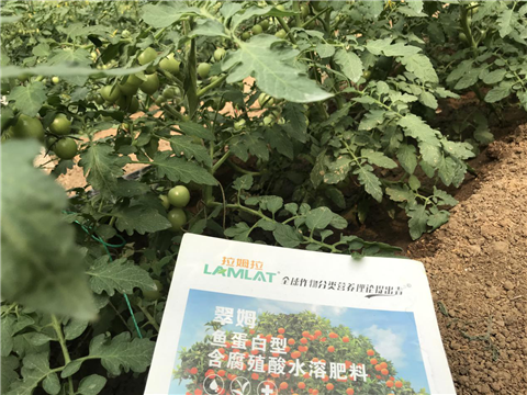 水溶肥，拉姆拉，翠姆